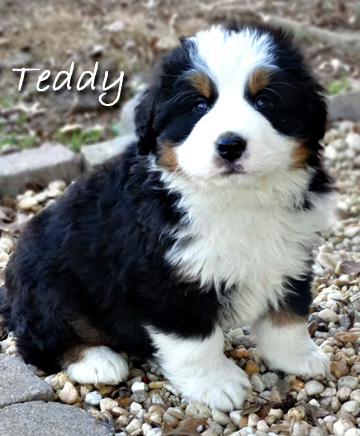 teddy bear love bernese mountain dogs