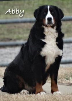 teddy bear love bernese mountain dogs