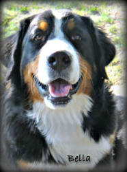 teddy bear love bernese mountain dogs