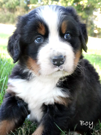 teddy bear love bernese mountain dogs