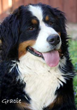 teddy bear love bernese mountain dogs