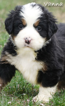 teddy bear love bernese mountain dogs