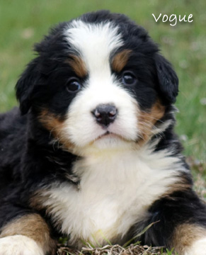 teddy bear love bernese mountain dogs