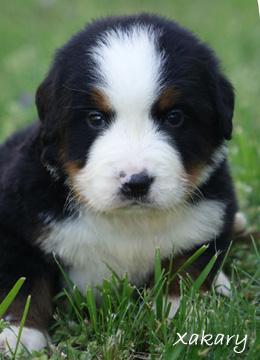 teddy bear love bernese mountain dogs