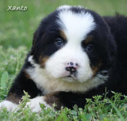 teddy bear love bernese mountain dogs