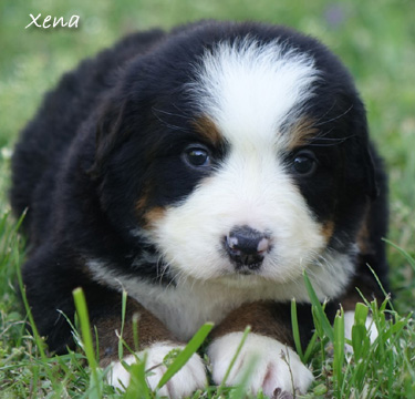 teddy bear love bernese mountain dogs