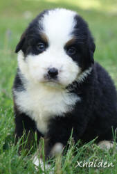 teddy bear love bernese mountain dogs