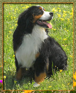 Bernese Mountain Dog Adoption Ca