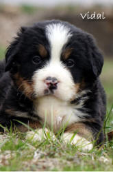 teddy bear love bernese mountain dogs
