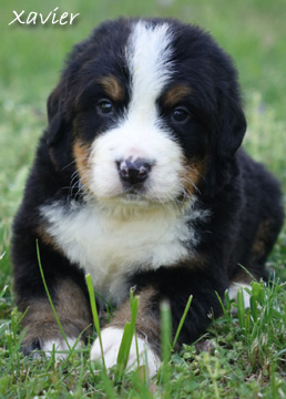 teddy bear kisses bernese
